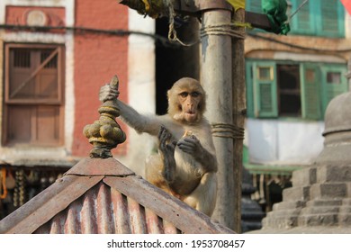 459 Rooftop monkey Images, Stock Photos & Vectors | Shutterstock