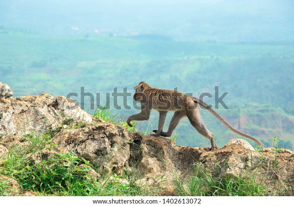 Monkey on Stone Garden Citatah. Long\
Tailed Macaque Monkey Walking on The Top Stone Edge of High\
Mountain Cliff with Blur Green Valley Landscape Behind.\
