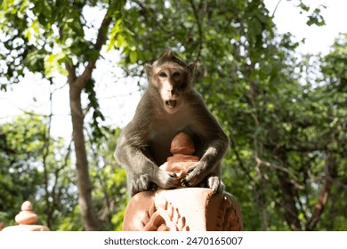 Monkey on the stone at temple