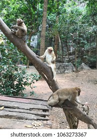 Monkey on the tree