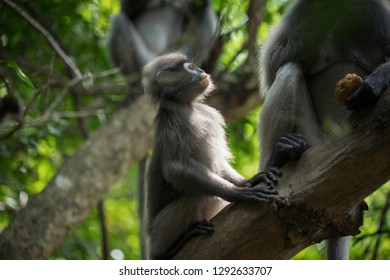 monkey on the tree