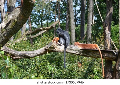 a monkey on a tree