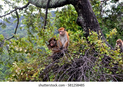 Monkey on the tree