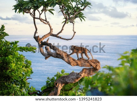 Monkey on the tree. Animals in the wild. Landscape during sunset. Kelingking beach, Nusa Penida, Bali, Indonesia. Travel - image