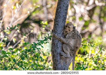 Monkey on a tree in Baluran Park in Indonesia.