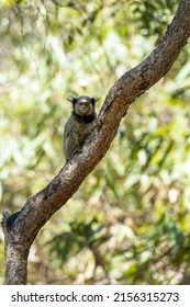 The monkey on the tree. The Black-tufted marmoset also know as Mico-estrela or sagui is a typical monkey from central Brazil. Species Callithrix penicillata. Animal lover. Wildlife.