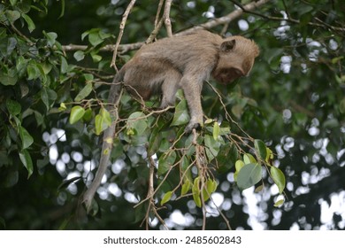 Monkey on tree, monkey climbing tree in forest - Powered by Shutterstock