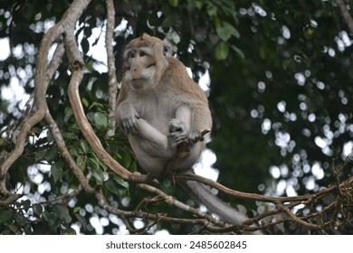 Monkey on tree, monkey climbing tree in forest - Powered by Shutterstock