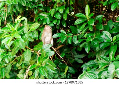 Monkey on tree and hidden behind leaf. Animal wildlife background.