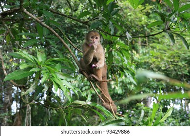 Monkey On Tree, Jungle