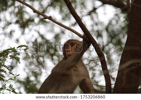 Monkey on a tree looking for something