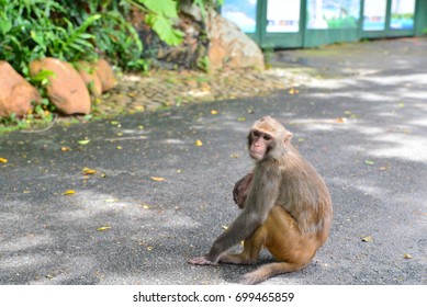 22 Monkeyface Images, Stock Photos & Vectors | Shutterstock