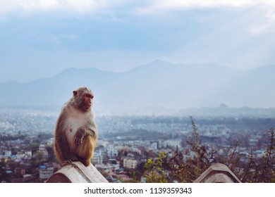 Monkey on the wall of Kathmandu in Nepal