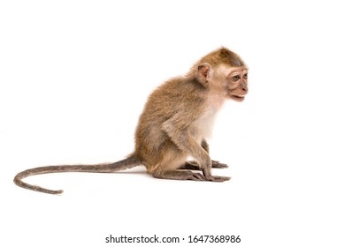 104,582 Monkey white background Images, Stock Photos & Vectors ...