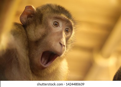 A Monkey With Open Mouth And A Suprised And Shocked Look In His Face