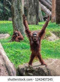 11 Orangutan human interaction Images, Stock Photos & Vectors ...