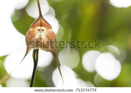 a Monkey Orchid (Looks Like a Monkey’s Face)
