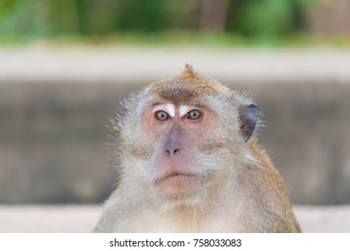 monkey over blurry background