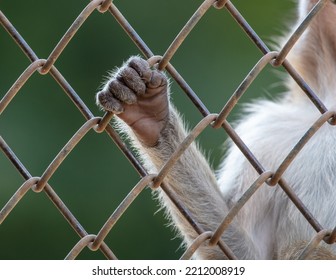 Monkey Paw In A Zoo Cage. Close-up