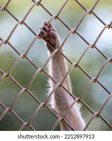 Monkey Paw In A Zoo Cage. Close-up