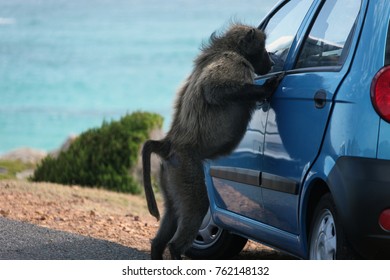 The Monkey Peeks Through The Glass Of A Closed Car. Baboon Tries To See What Is In The Car. South Africa