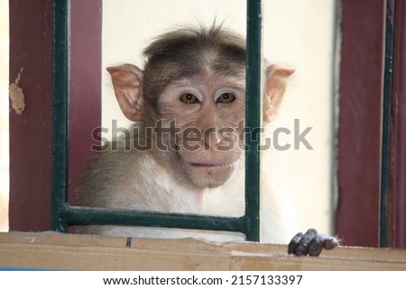Monkey peeping through a window