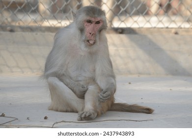 A monkey with a pensive expression sits quietly on a concrete surface, its hands resting on its legs. A wire fence in the background. The day appears warm and bright, casting soft shadows around - Powered by Shutterstock