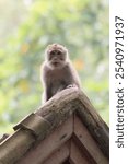 A monkey perched atop a roof of a building in the Monkeys forest in Ubud, Bali.