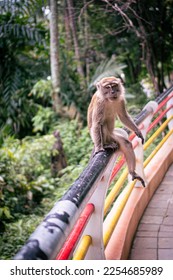 a monkey perched on a fence - Shutterstock ID 2254685989