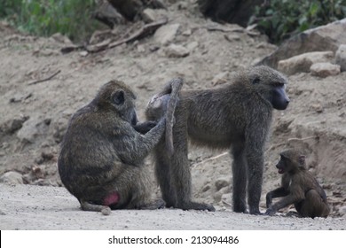 Monkey picking out lice from another monkey.
