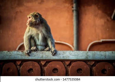 monkey in pink city destination in jaipur