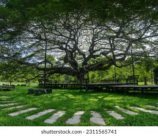 Monkey pod tree in Rayong, Big tree in garden