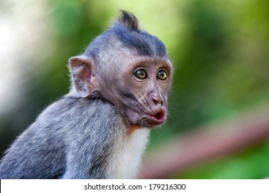 16,772 Monkey Smile Stock Photos, Images & Photography | Shutterstock