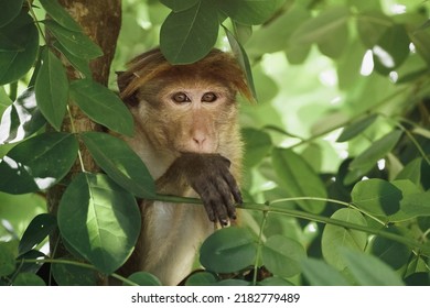 Monkey portrait. Close-up of a monkey face. Living in Sri Lanka, India and Thailand rainforest. High quality photo