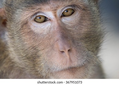 Cynomolgus Monkeys Images, Stock Photos & Vectors | Shutterstock