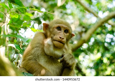 Monkey portrait and nature background