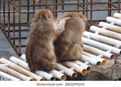 Monkey Portrait In Winter Enclosure