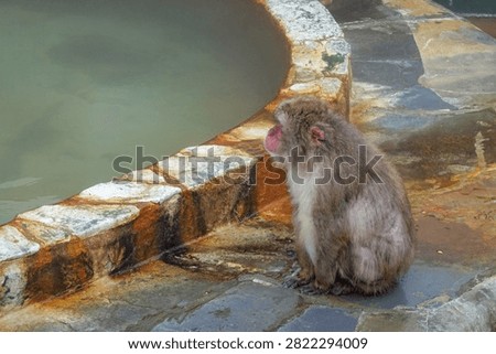 Monkey Portrait In Winter Enclosure