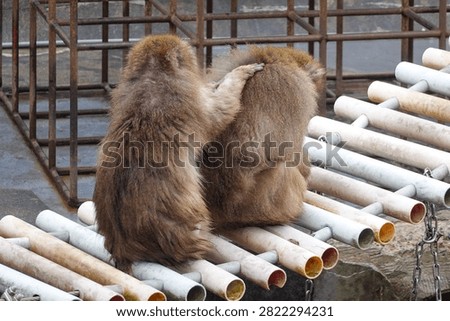 Monkey Portrait In Winter Enclosure
