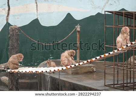 Monkey Portrait In Winter Enclosure