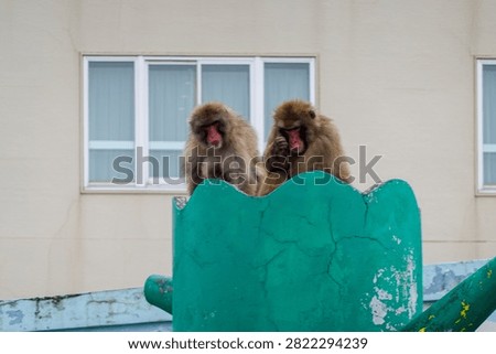 Monkey Portrait In Winter Enclosure