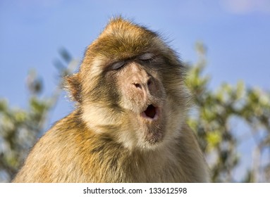 Monkey Posing Passionately As Tenor Singer