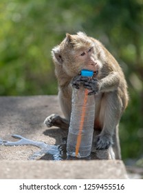 monkey problem solving