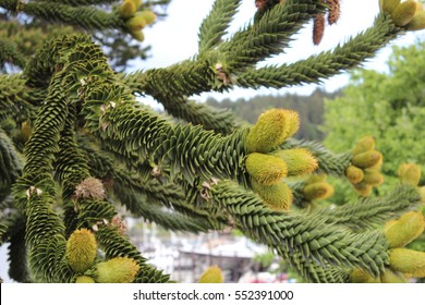 Monkey Puzzle Tree