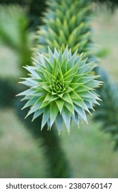 Monkey puzzle tree branch in macro view with fractal pattern