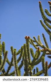 Monkey Puzzle Tree Branches Against Clear Blue Sky In A Chilean Park