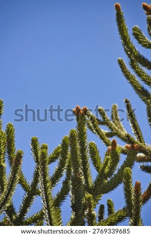 Monkey Puzzle Tree Branches Against Clear Blue Sky In A Chilean Park