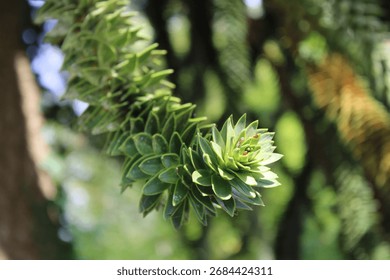 Monkey puzzle tree, Désespoir des singes, Chilenische Araukarie, Pino del Cile, Araucária do chile, Pino Chileno, Araucaria araucana, Araucariaceae