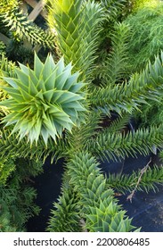 Monkey Puzzle Tree Green Foliage 