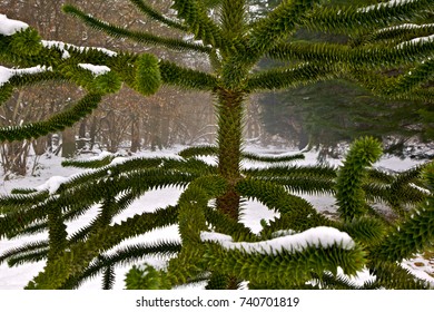 Monkey Puzzle Tree in the Snow.
